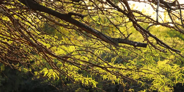 Branches of old tree in the forest — Stock Photo, Image