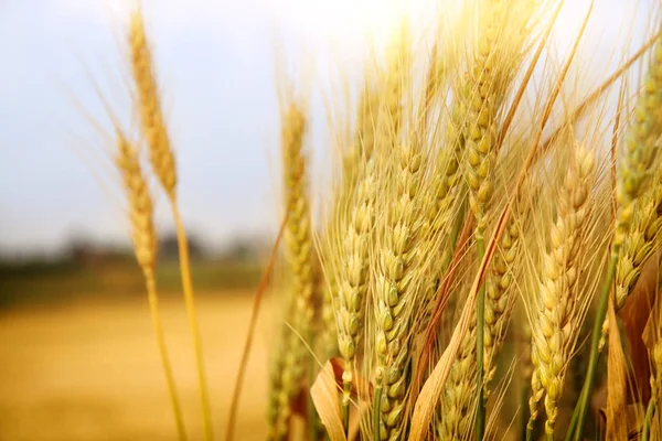 Foto ravvicinata del campo di grano — Foto Stock