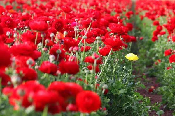 Imagen de hermosas flores rojas de primavera . — Foto de Stock