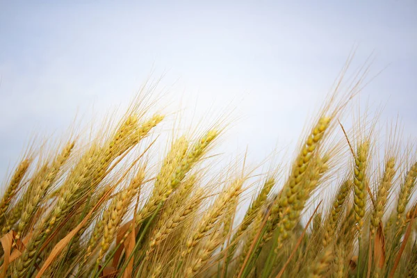 Zbliżenie zdjęcie pola pszenicy — Zdjęcie stockowe