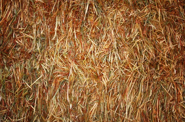 Dry straw background natural texture. — Stock Photo, Image