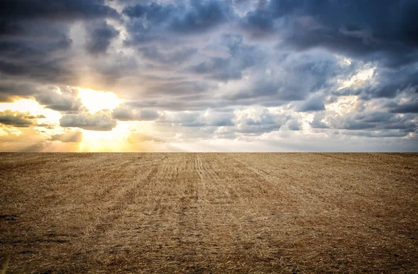 Foto de campo de palha de trigo seco e linha horizonte céu por do sol — Fotografia de Stock