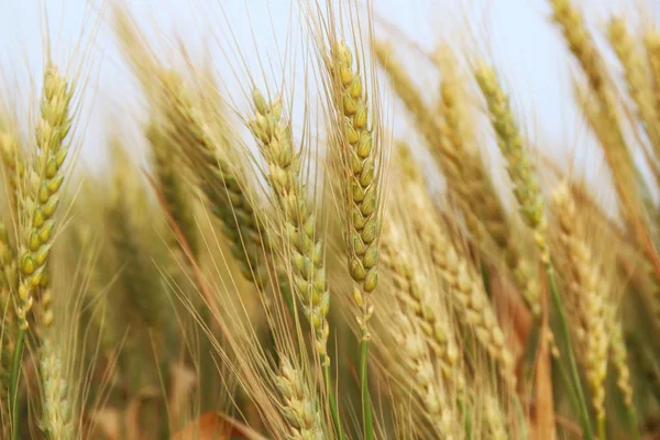 Foto ravvicinata del campo di grano . — Foto Stock