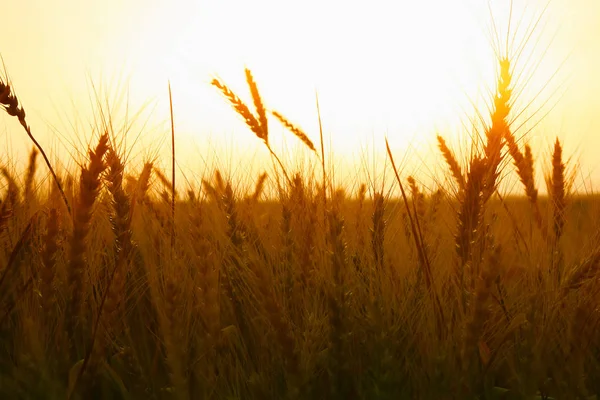 Photo of wheat field at sunset. — Stock Photo, Image