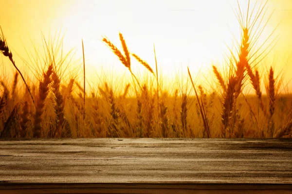 Ahşap Pano tablo alan buğday günbatımı ışığı önünde — Stok fotoğraf