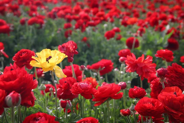 Obraz piękna wiosna czerwone kwiaty. — Zdjęcie stockowe