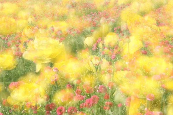 Imagen abstracta y onírica de flores amarillas de primavera . — Foto de Stock