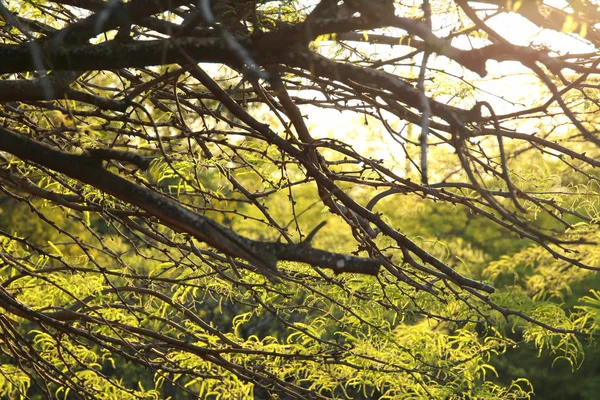 Ramas de árboles viejos en el bosque —  Fotos de Stock