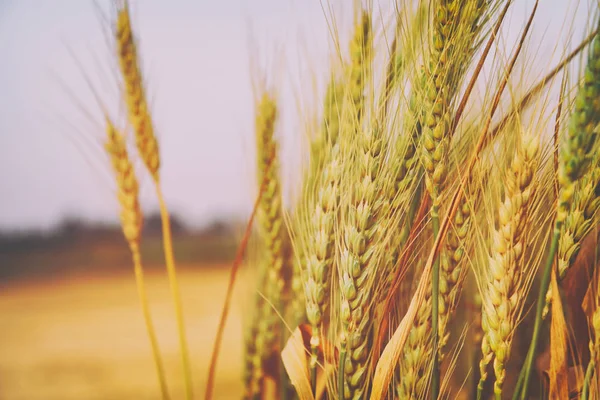 Foto ravvicinata del campo di grano — Foto Stock