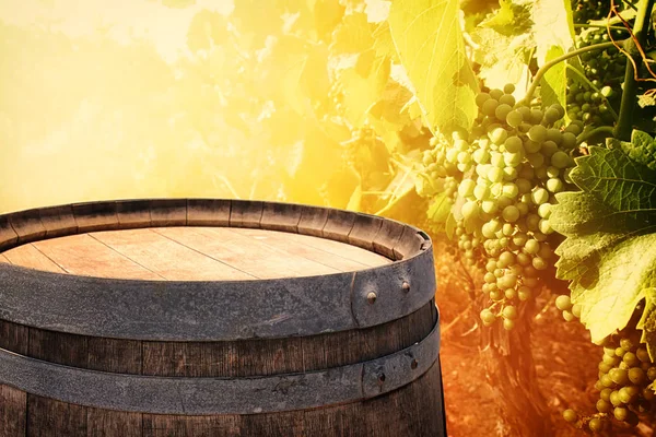 Barril de vinho de carvalho velho na frente da paisagem do quintal do vinho — Fotografia de Stock