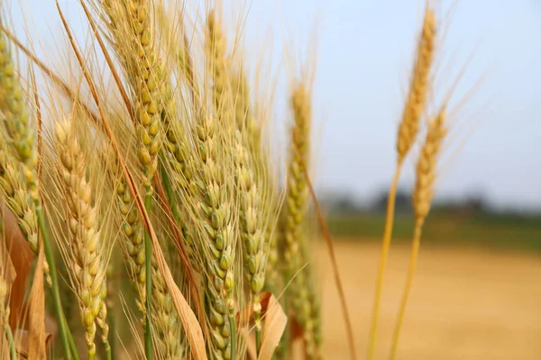 Foto ravvicinata del campo di grano — Foto Stock