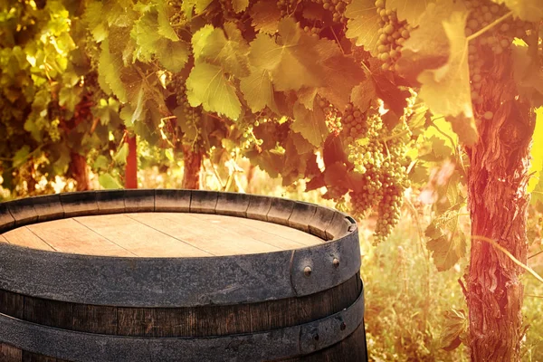 Barril de vinho de carvalho velho na frente da paisagem do quintal do vinho — Fotografia de Stock