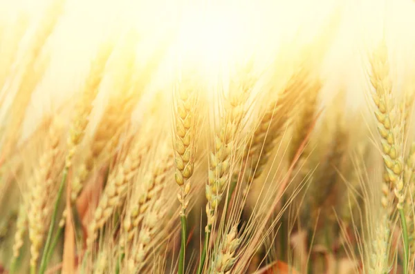 Photo of wheat field at sunset — Stock Photo, Image