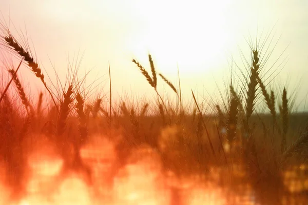 Photo of wheat field at sunset. — Stock Photo, Image