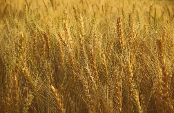 Foto del campo di grano al tramonto — Foto Stock