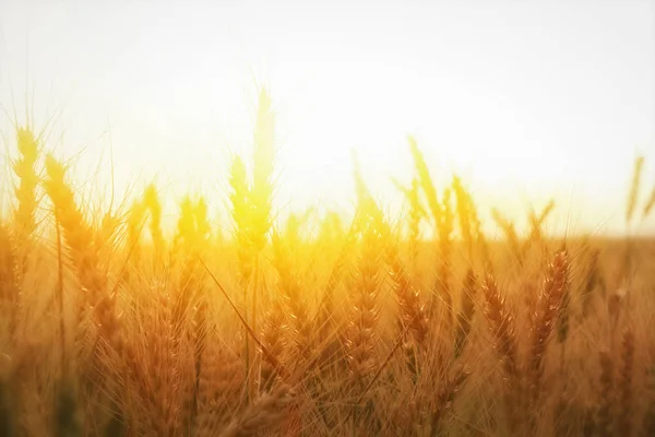 夕暮れ時の麦畑の写真 — ストック写真