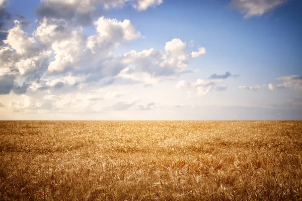 Campo de paja de trigo seco y línea de horizonte cielo azul . — Foto de Stock