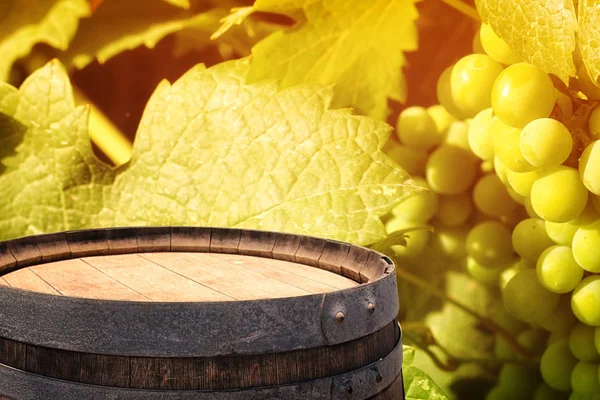 Oude eiken wijn vat voor wijn werf landschap — Stockfoto