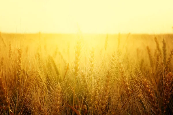 Photo of wheat field at sunset — Stock Photo, Image