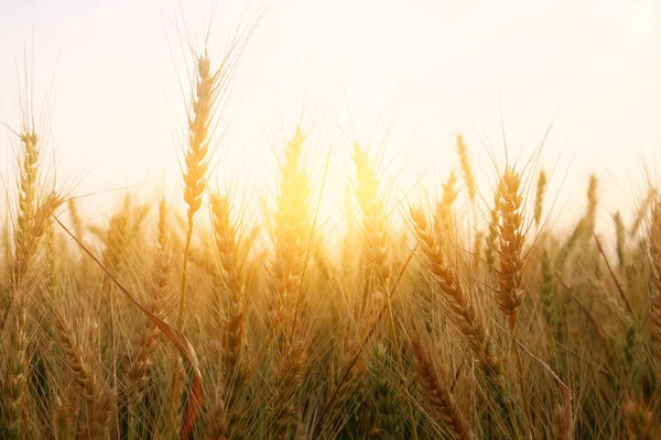Fotografia pole pszenicy o zachodzie słońca — Zdjęcie stockowe