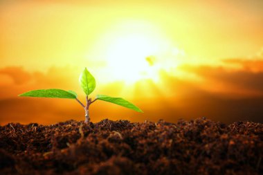 bokeh ışıklı güneşli gün boyunca büyüyen genç bitki