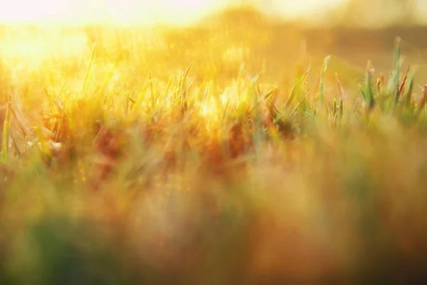 抽象梦幻般的照片春天的草地与草在日落光 — 图库照片