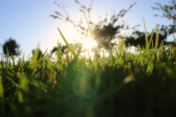 Vista de ángulo bajo de hierba fresca contra la luz del sol. resumen —  Fotos de Stock