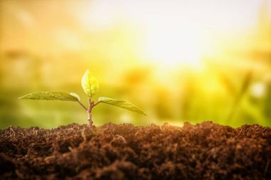 bokeh ışıklı güneşli gün boyunca büyüyen genç bitki