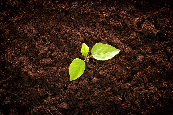 Jeune plante poussant dans un sol frais. nouveau concept de départ et d'écologie — Photo