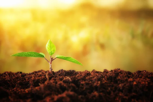 Jeune plante poussant pendant la journée ensoleillée avec des lumières bokeh — Photo