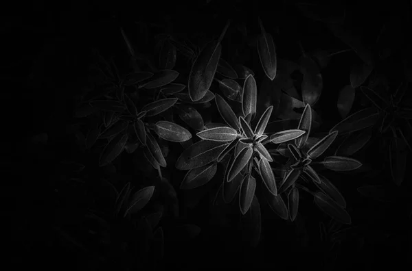 Top view image of leaves pattern — Stock Photo, Image