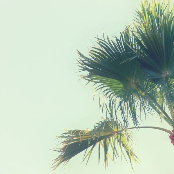 Palmeras contra el cielo. imagen de estilo retro. viajes, verano, vacaciones y concepto de playa tropical — Foto de Stock