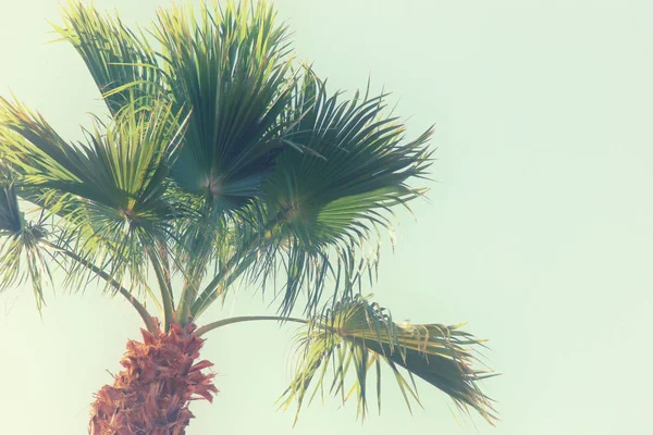 Pálmafák, ég ellen. retro stílusú képet. utazás, a nyár, a nyaralás és a trópusi strand koncepció — Stock Fotó