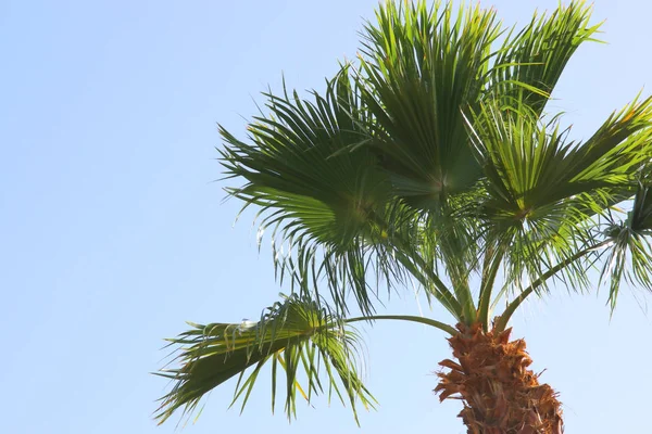 Palme contro il cielo. immagine in stile retrò. viaggio, estate, vacanza e concetto di spiaggia tropicale — Foto Stock