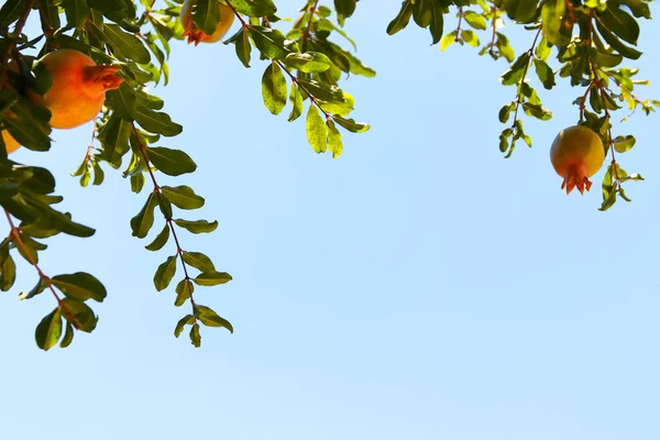 Granatapfelbaum. Jüdischer Neujahrsfeiertag — Stockfoto