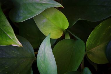 karanlık çiçek arka plan görüntüsünü tropikal bırakır