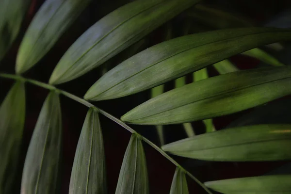 Bild von tropischen Blättern dunkler blumiger Hintergrund — Stockfoto
