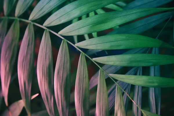 Trópusi zöld pasztell rózsaszín háttér. virágos, háttér — Stock Fotó
