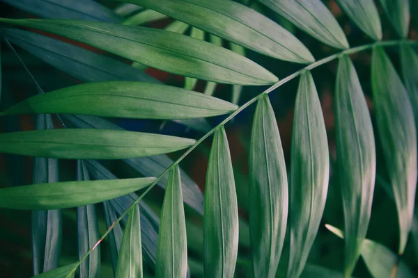 Obraz z tropical pozostawia ciemne tło kwiatowy — Zdjęcie stockowe