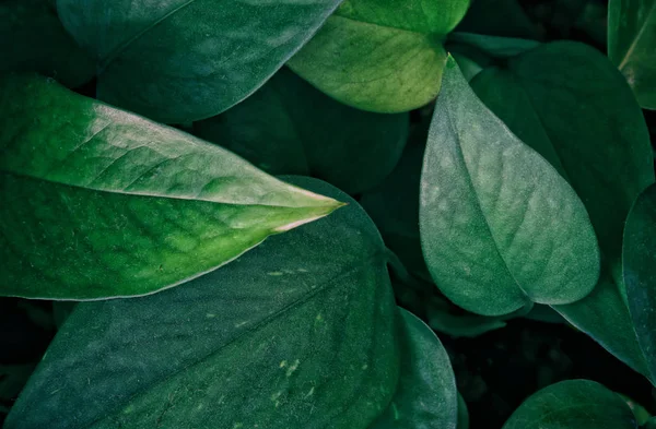 karanlık çiçek arka plan görüntüsünü tropikal bırakır