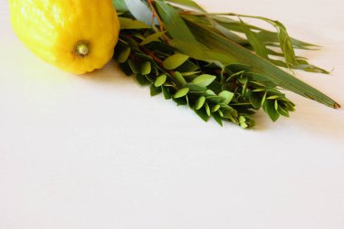 Sukkot Yahudi Sonbahar Festivali. Geleneksel Semboller (dört tür): Etrog, lulav, hadas, arava