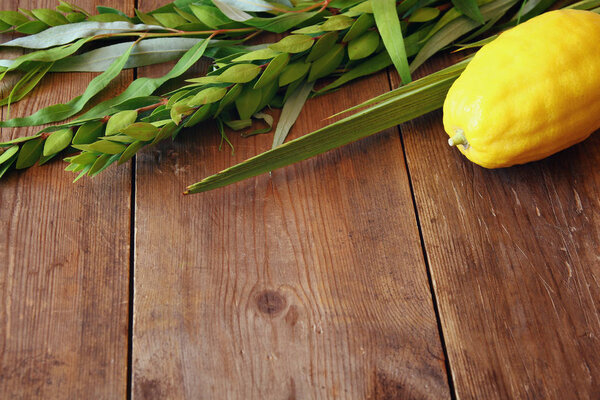 Jewish fall festival of Sukkot. Traditional symbols (The four species): Etrog, lulav, hadas, arava