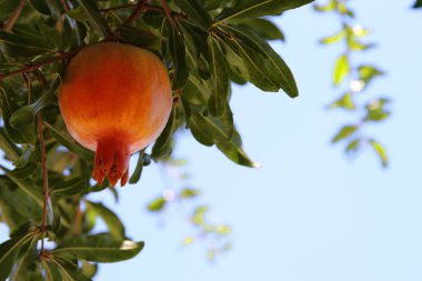 nar ağacı. Yahudi yeni yılı tatil arka plan