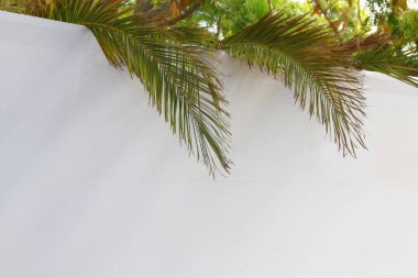 Sukkot Yahudi bayramı. Geleneksel Semboller (dört tür): Etrog, lulav, hadas, arava