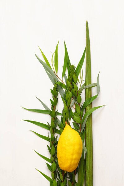 Jewish festival of Sukkot. Traditional symbols (The four species): Etrog, lulav, hadas, arava