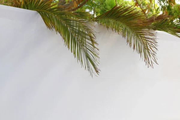 Żydowskie święto Sukkot. Tradycyjne symbole (cztery gatunki): Etrog, lulav, hadas, arava — Zdjęcie stockowe