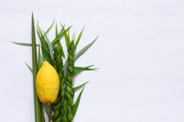Sukkot Yahudi bayramı. Geleneksel Semboller (dört tür): Etrog, lulav, hadas, arava