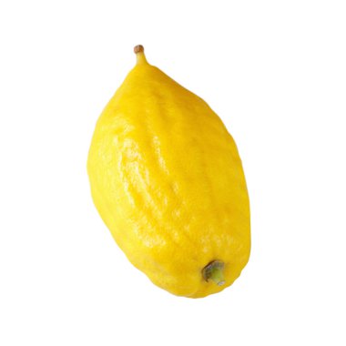 Sukkot Yahudi bayramı. Etrog (limon) geleneksel sembolü (bir-in dört tür). Beyaz izole