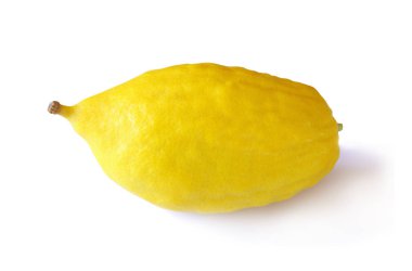 Sukkot Yahudi bayramı. Etrog (limon) geleneksel sembolü (bir-in dört tür). Beyaz izole