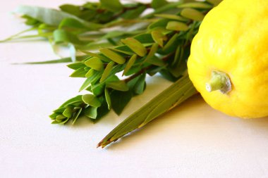Sukkot Yahudi bayramı. Geleneksel Semboller (dört tür): Etrog, lulav, hadas, arava